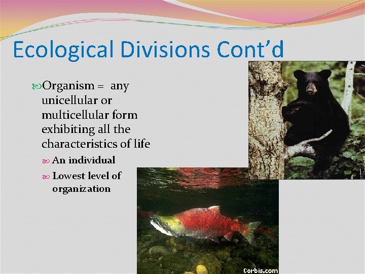 Ecological Divisions Cont’d Organism = any unicellular or multicellular form exhibiting all the characteristics