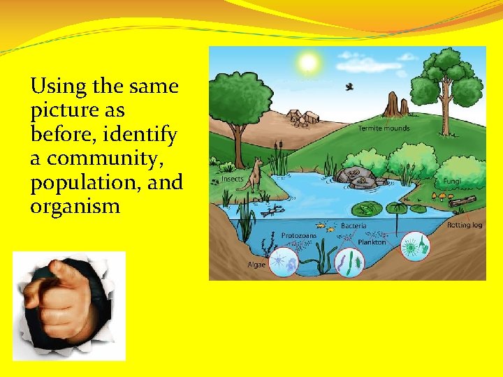 Using the same picture as before, identify a community, population, and organism 