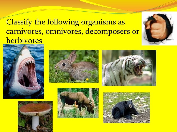 Classify the following organisms as carnivores, omnivores, decomposers or herbivores 