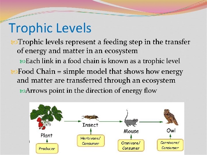 Trophic Levels Trophic levels represent a feeding step in the transfer of energy and