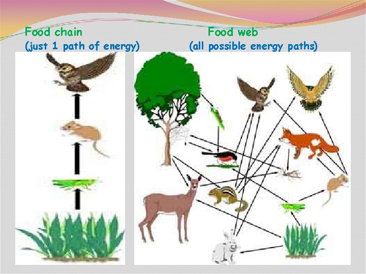Food chain (just 1 path of energy) Food web (all possible energy paths) 