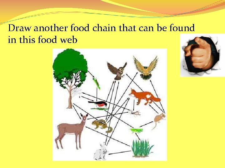 Draw another food chain that can be found in this food web 