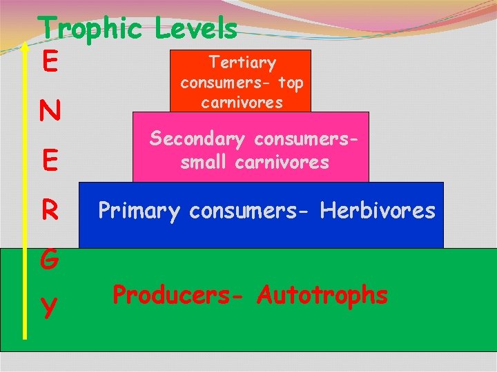 Trophic Levels Tertiary E N E R G Y consumers- top carnivores Secondary consumerssmall