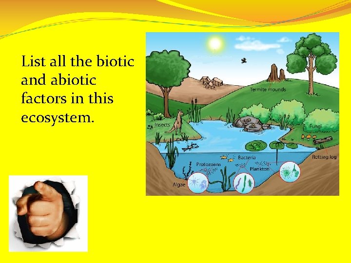 List all the biotic and abiotic factors in this ecosystem. 