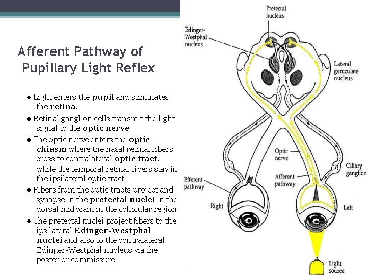 5 Afferent Pathway of Pupillary Light Reflex ● Light enters the pupil and stimulates