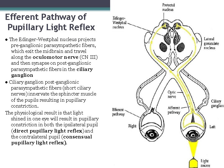 6 Efferent Pathway of Pupillary Light Reflex ● The Edinger-Westphal nucleus projects pre-ganglionic parasympathetic