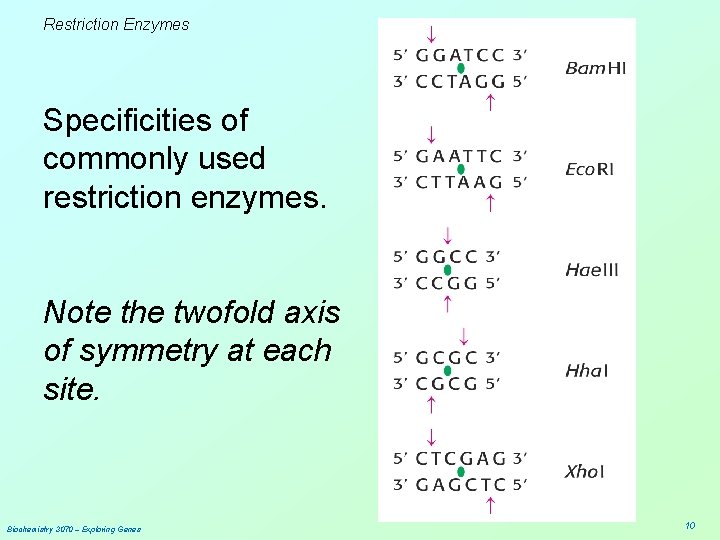 Restriction Enzymes Specificities of commonly used restriction enzymes. Note the twofold axis of symmetry