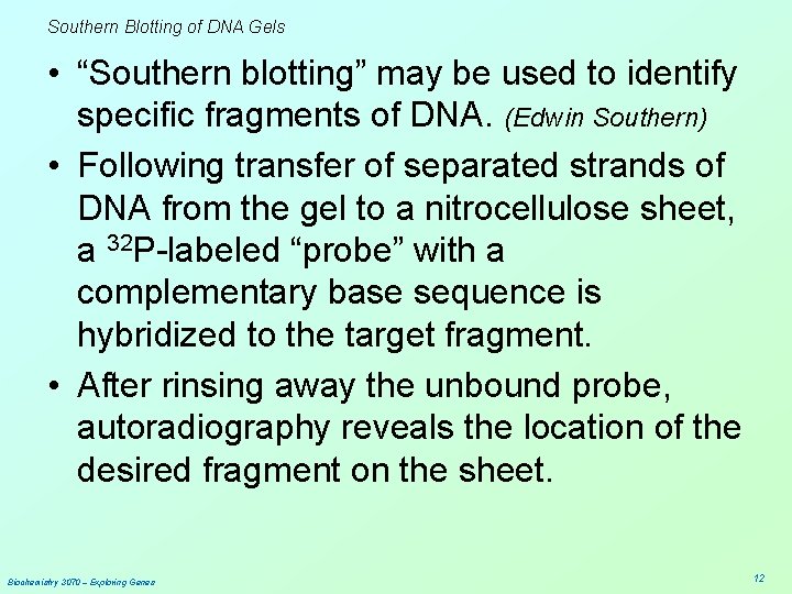Southern Blotting of DNA Gels • “Southern blotting” may be used to identify specific