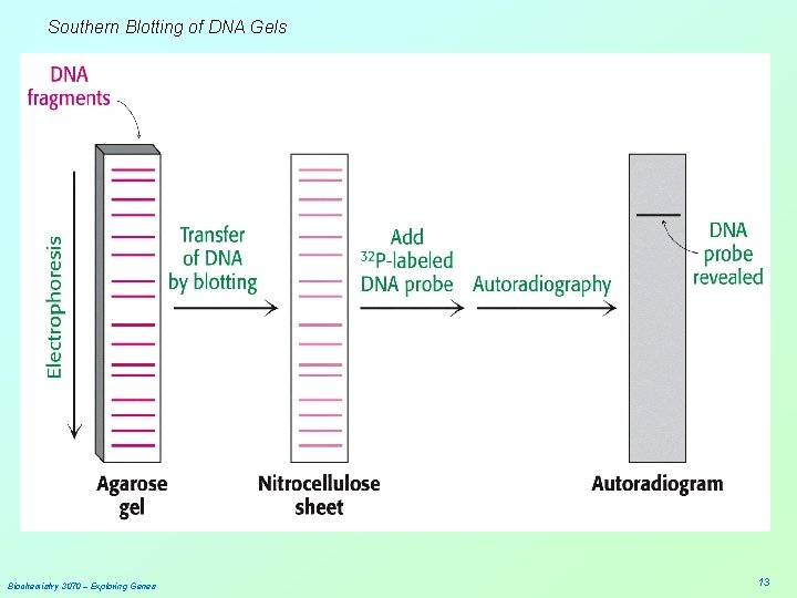 Southern Blotting of DNA Gels Biochemistry 3070 – Exploring Genes 13 