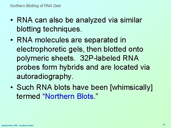 Northern Blotting of RNA Gels • RNA can also be analyzed via similar blotting