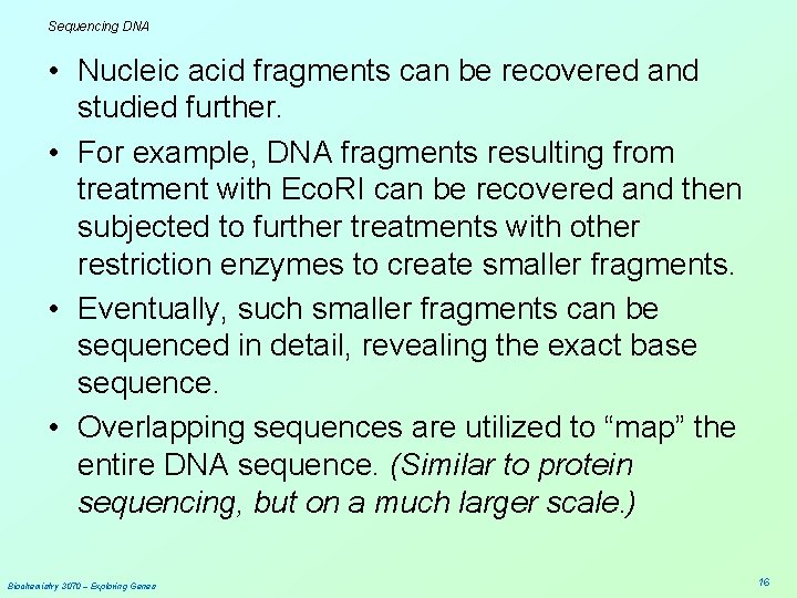 Sequencing DNA • Nucleic acid fragments can be recovered and studied further. • For