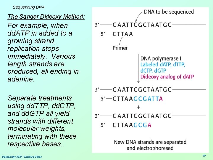 Sequencing DNA The Sanger Dideoxy Method: For example, when dd. ATP in added to