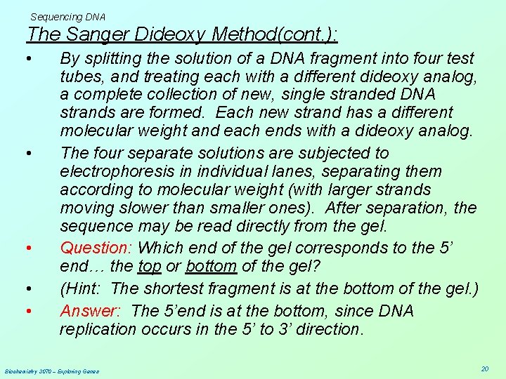 Sequencing DNA The Sanger Dideoxy Method(cont. ): • • • By splitting the solution