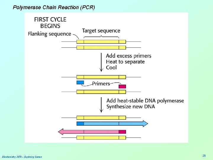 Polymerase Chain Reaction (PCR) Biochemistry 3070 – Exploring Genes 28 