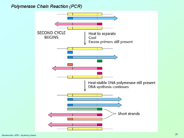 Polymerase Chain Reaction (PCR) Biochemistry 3070 – Exploring Genes 29 