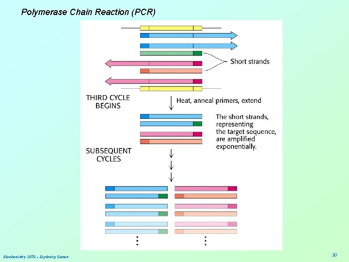 Polymerase Chain Reaction (PCR) Biochemistry 3070 – Exploring Genes 30 