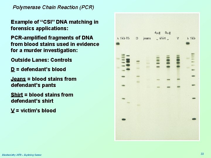 Polymerase Chain Reaction (PCR) Example of “CSI” DNA matching in forensics applications: PCR-amplified fragments