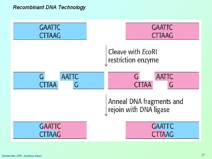 Recombinant DNA Technology Biochemistry 3070 – Exploring Genes 37 