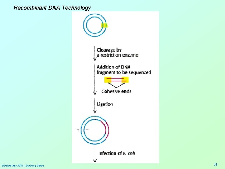 Recombinant DNA Technology Biochemistry 3070 – Exploring Genes 38 
