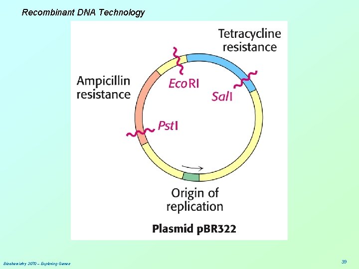 Recombinant DNA Technology Biochemistry 3070 – Exploring Genes 39 
