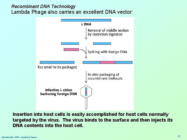 Recombinant DNA Technology Lambda Phage also carries an excellent DNA vector: Insertion into host