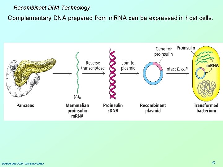 Recombinant DNA Technology Complementary DNA prepared from m. RNA can be expressed in host