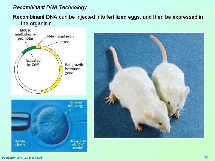 Recombinant DNA Technology Recombinant DNA can be injected into fertilized eggs, and then be