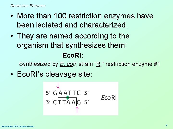Restriction Enzymes • More than 100 restriction enzymes have been isolated and characterized. •