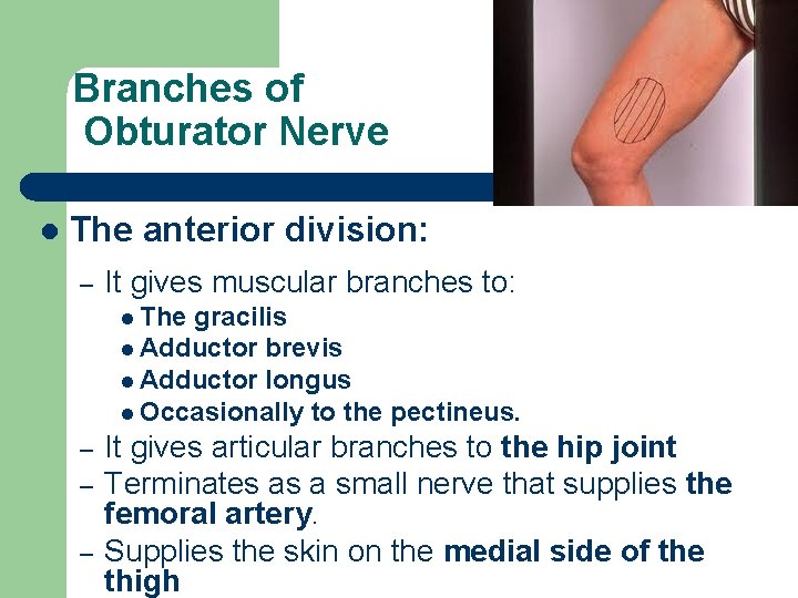 Branches of Obturator Nerve l The anterior division: – It gives muscular branches to:
