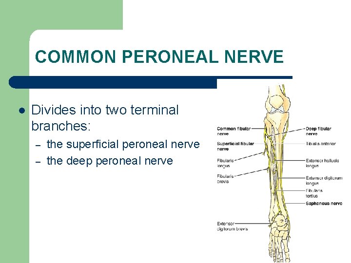 COMMON PERONEAL NERVE l Divides into two terminal branches: – – the superficial peroneal