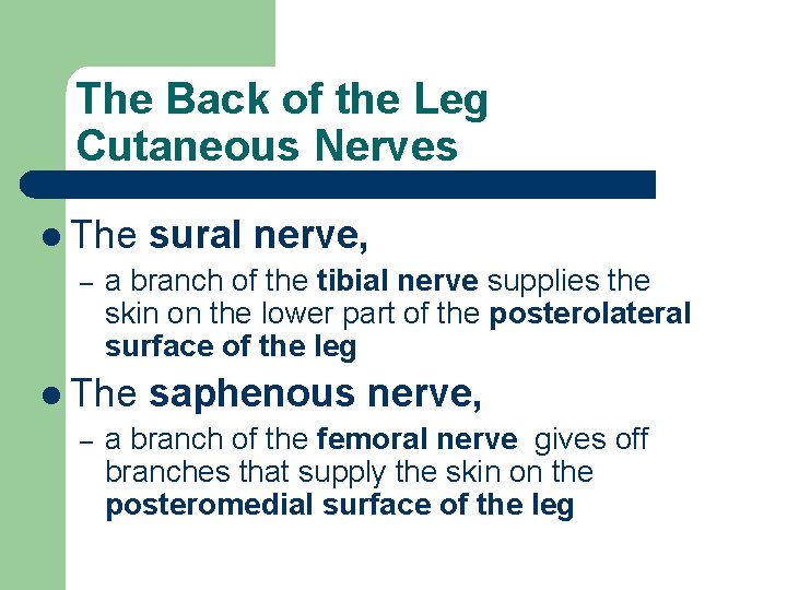 The Back of the Leg Cutaneous Nerves l The sural nerve, – a branch