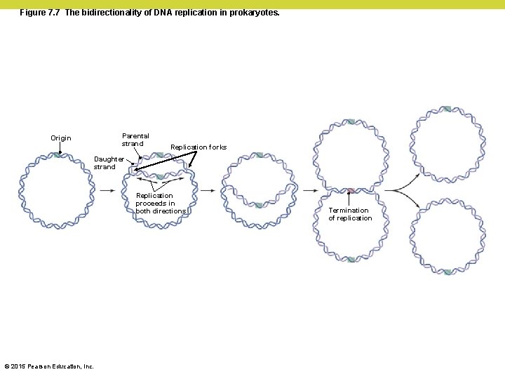 Figure 7. 7 The bidirectionality of DNA replication in prokaryotes. Origin Parental strand Replication Figure 7. 7 The bidirectionality of DNA replication in prokaryotes. Origin Parental strand Replication