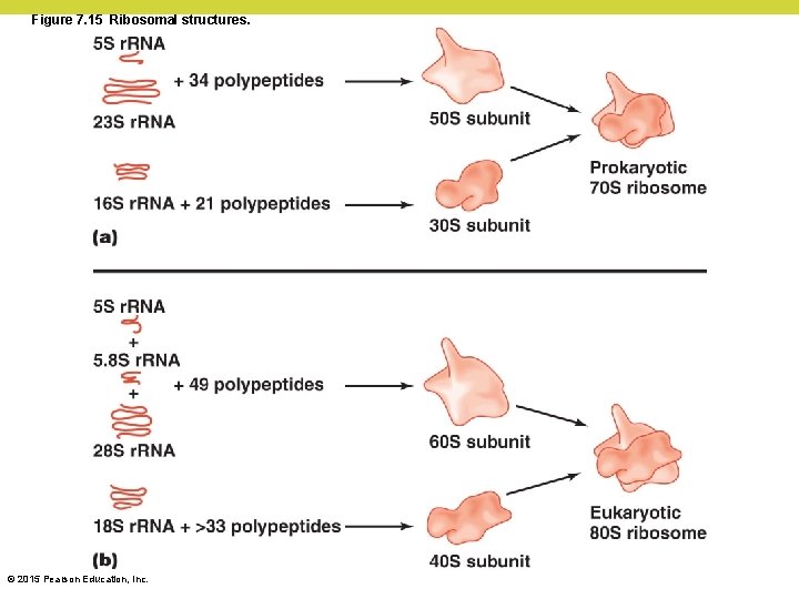 Figure 7. 15 Ribosomal structures. © 2015 Pearson Education, Inc. Figure 7. 15 Ribosomal structures. © 2015 Pearson Education, Inc.