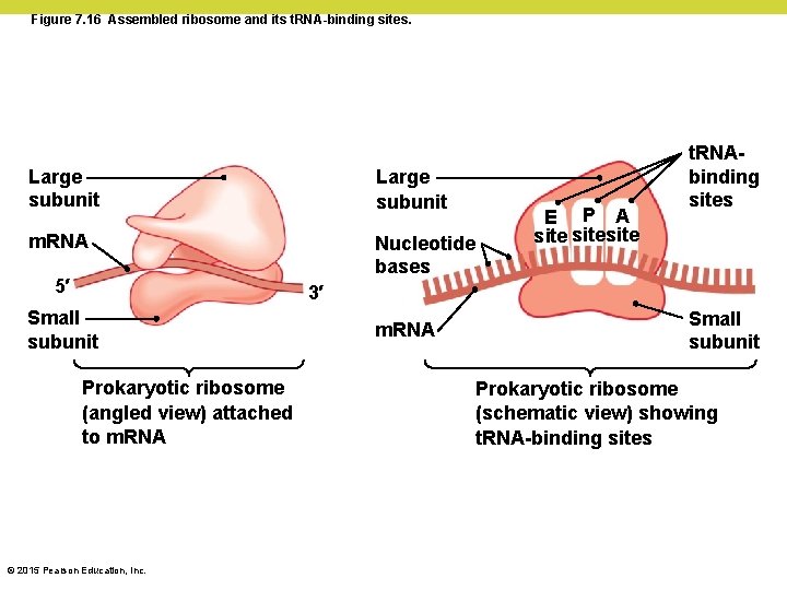 Figure 7. 16 Assembled ribosome and its t. RNA-binding sites. Large subunit m. RNA Figure 7. 16 Assembled ribosome and its t. RNA-binding sites. Large subunit m. RNA