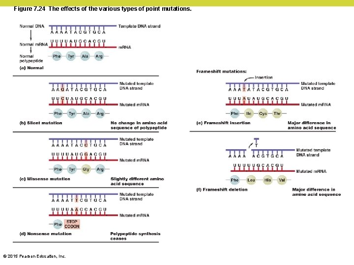 Figure 7. 24 The effects of the various types of point mutations. © 2015 Figure 7. 24 The effects of the various types of point mutations. © 2015