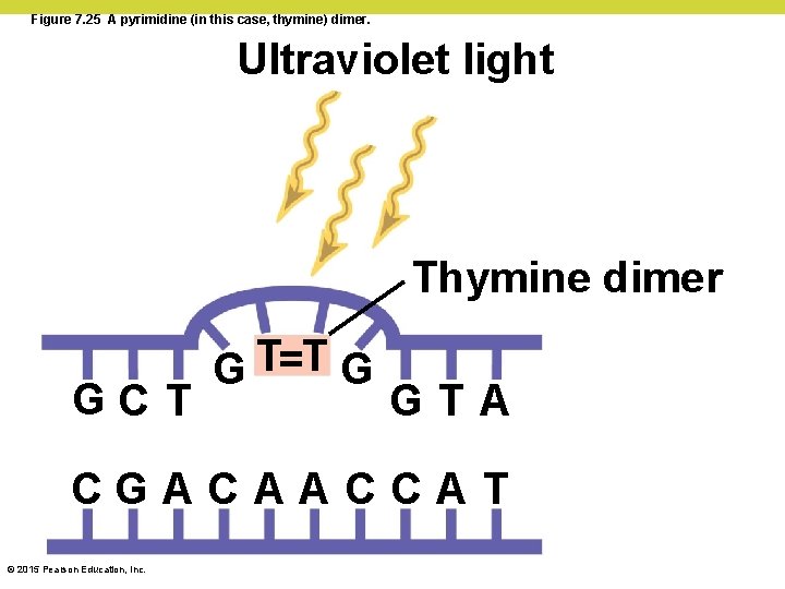 Figure 7. 25 A pyrimidine (in this case, thymine) dimer. Ultraviolet light Thymine dimer Figure 7. 25 A pyrimidine (in this case, thymine) dimer. Ultraviolet light Thymine dimer