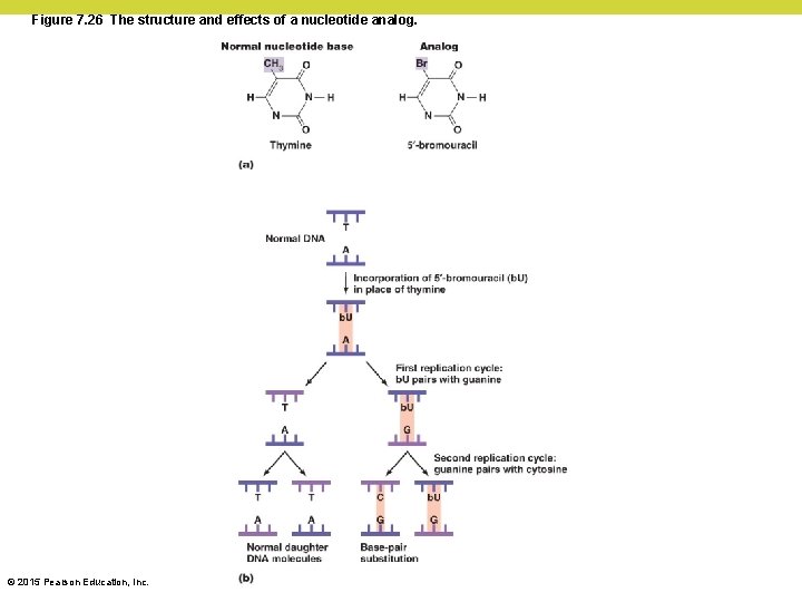 Figure 7. 26 The structure and effects of a nucleotide analog. © 2015 Pearson Figure 7. 26 The structure and effects of a nucleotide analog. © 2015 Pearson