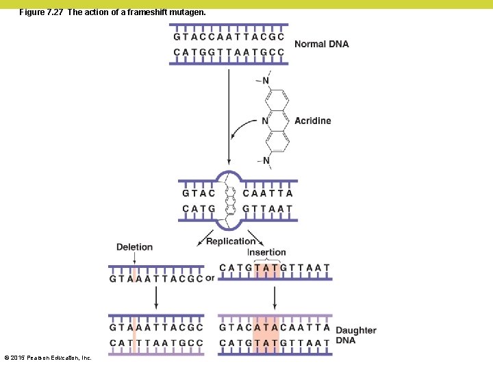 Figure 7. 27 The action of a frameshift mutagen. © 2015 Pearson Education, Inc. Figure 7. 27 The action of a frameshift mutagen. © 2015 Pearson Education, Inc.