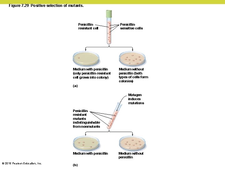 Figure 7. 29 Positive selection of mutants. Penicillinresistant cell Medium with penicillin (only penicillin-resistant Figure 7. 29 Positive selection of mutants. Penicillinresistant cell Medium with penicillin (only penicillin-resistant