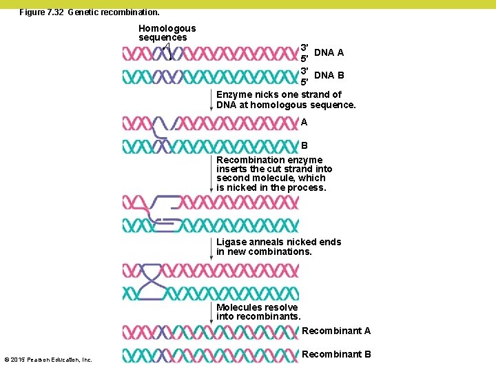 Figure 7. 32 Genetic recombination. Homologous sequences 3′ DNA A 5′ 3′ DNA B Figure 7. 32 Genetic recombination. Homologous sequences 3′ DNA A 5′ 3′ DNA B