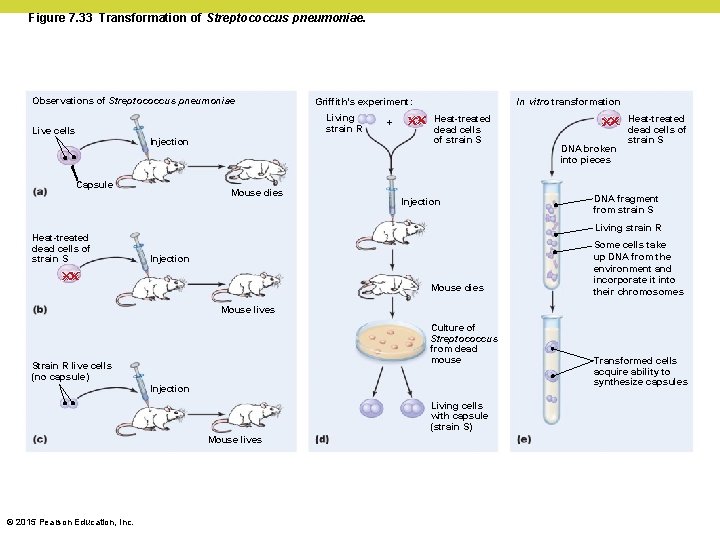 Figure 7. 33 Transformation of Streptococcus pneumoniae. Observations of Streptococcus pneumoniae Live cells Living Figure 7. 33 Transformation of Streptococcus pneumoniae. Observations of Streptococcus pneumoniae Live cells Living