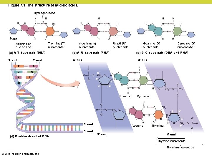 Figure 7. 1 The structure of nucleic acids. Hydrogen bond Sugar Thymine (T) nucleoside Figure 7. 1 The structure of nucleic acids. Hydrogen bond Sugar Thymine (T) nucleoside