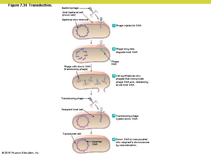 Figure 7. 34 Transduction. Bacteriophage Host bacterial cell (donor cell) Bacterial chromosome 1 Phage Figure 7. 34 Transduction. Bacteriophage Host bacterial cell (donor cell) Bacterial chromosome 1 Phage