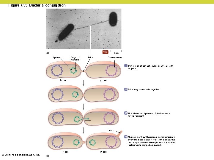 Figure 7. 35 Bacterial conjugation. F plasmid Origin of transfer Chromosome Pilus 1 Donor Figure 7. 35 Bacterial conjugation. F plasmid Origin of transfer Chromosome Pilus 1 Donor