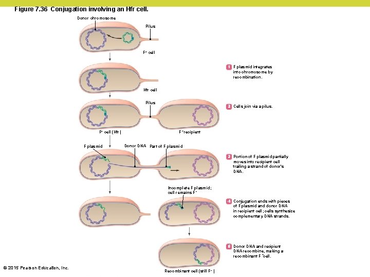 Figure 7. 36 Conjugation involving an Hfr cell. Donor chromosome Pilus F+ cell 1 Figure 7. 36 Conjugation involving an Hfr cell. Donor chromosome Pilus F+ cell 1