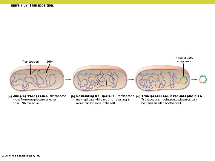Figure 7. 37 Transposition. Transposon Jumping transposons. Transposons move from one place to another Figure 7. 37 Transposition. Transposon Jumping transposons. Transposons move from one place to another