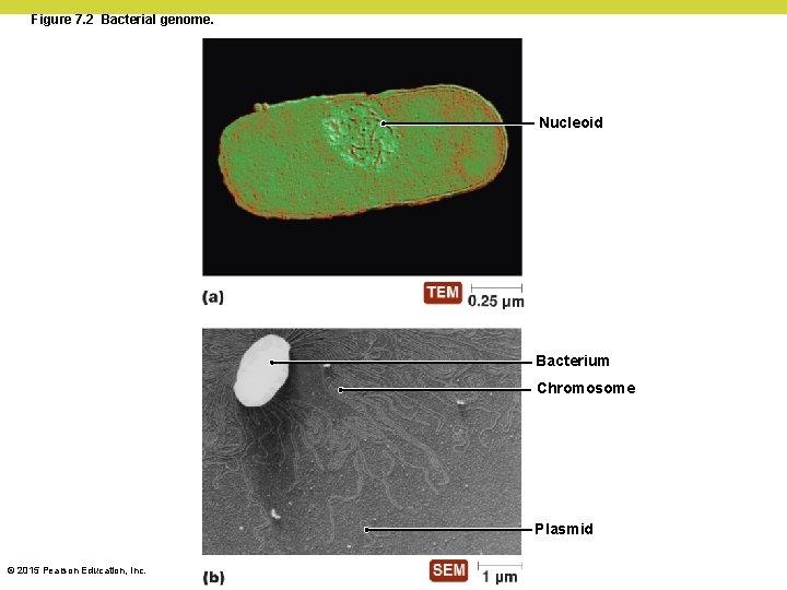 Figure 7. 2 Bacterial genome. Nucleoid Bacterium Chromosome Plasmid © 2015 Pearson Education, Inc. Figure 7. 2 Bacterial genome. Nucleoid Bacterium Chromosome Plasmid © 2015 Pearson Education, Inc.