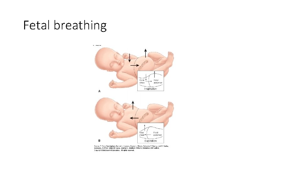 Fetal breathing 