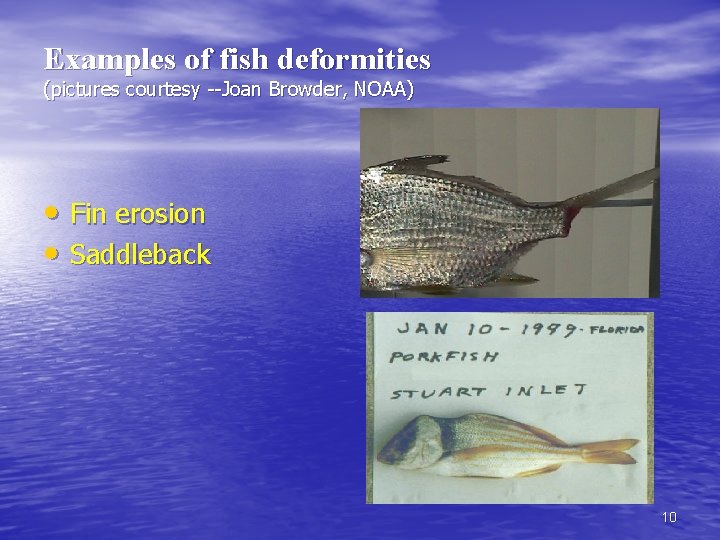 Examples of fish deformities (pictures courtesy --Joan Browder, NOAA) • Fin erosion • Saddleback