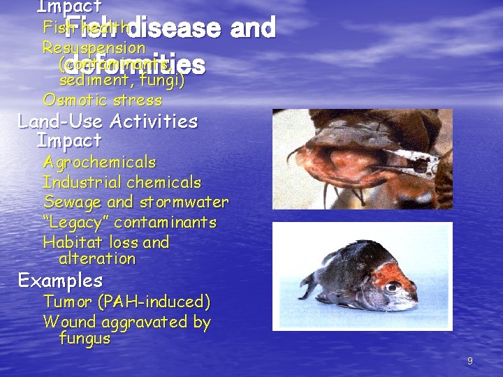 Impact Fish disease and deformities Fish health Resuspension (contaminants, sediment, fungi) Osmotic stress Land-Use